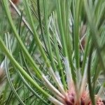 Pinus heldreichii পাতা