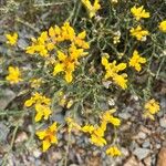 Genista tridentataFleur