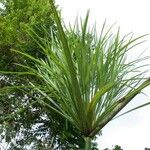 Cyperus giganteus Habitus