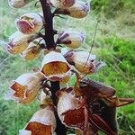 Digitalis ferruginea Floare