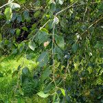 Betula utilis Leaf