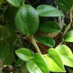 Peperomia scandens Leaf