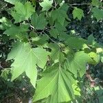 Platanus occidentalisLeaf