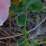 Calystegia soldanella Leaf