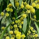 Acacia pycnantha Kwiat