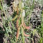 Astragalus racemosus Φρούτο