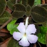 Episcia lilacina Λουλούδι