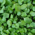 Claytonia rubra Blatt