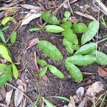 Brackenridgea arenaria Хабит