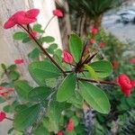Euphorbia milii പുഷ്പം