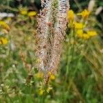 Phleum pratense Žiedas