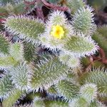 Delosperma echinatum List