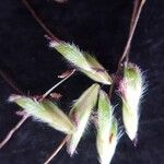Dichanthium aristatum Cvet