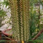 Banksia spinulosa Flower