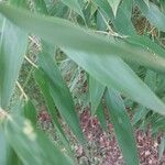 Phyllostachys sulphurea Leaf