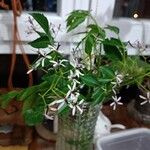 Melia azedarach Цветок