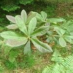 Rhododendron sinogrande Liść