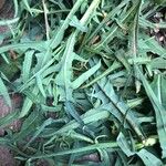 Launaea cornuta Hoja