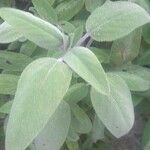 Salvia fruticosa 葉