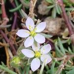 Spergularia media Fiore