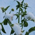 Erigeron speciosus Feuille