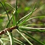 Larix kaempferi Folla