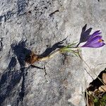 Crocus neapolitanus Costuma