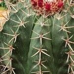 Melocactus matanzanus Blatt
