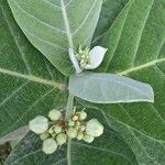 Calotropis gigantea Floro