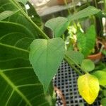 Holmskioldia sanguinea Leaf
