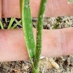 Allium trifoliatum Blad