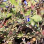 Veronica triphyllos Flower