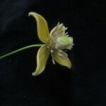 Clematis brevipes Hábito