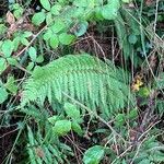 Polystichum setiferum Leaf