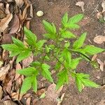 Tacca leontopetaloides Feuille