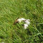 Eriophorum latifolium Blodyn