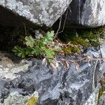 Potentilla neglecta Habitus