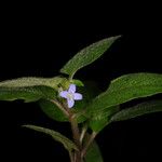 Coccocypselum herbaceum Flor