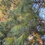 Pinus bhutanica برگ