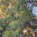 Pinus bhutanica 葉