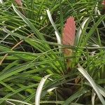 Tillandsia guatemalensis Blad