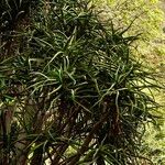 Aloidendron barberae Blad