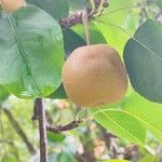Pyrus pyrifolia Fruit