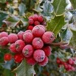 Ilex aquifolium Blad