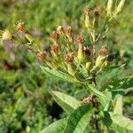 Senecio cacaliaster फूल