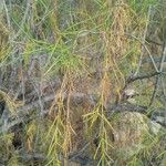 Plocama pendula Leaf