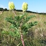 Oxytropis pilosa Květ