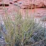Ephedra viridis Levél