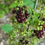 Aralia racemosa Fruit