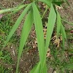 Gladiolus communis برگ